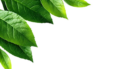 Fototapeta premium Vibrant green leaves displayed elegantly against a dark background, symbolizing growth, nature, and tranquility in a serene setting.