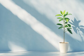 Green plant in white pot