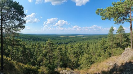 Fototapeta premium Forest Vista