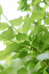 新緑　葉
