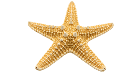 Isolated yellow starfish with five arms and textured surface on a plain background close up view on transparent background