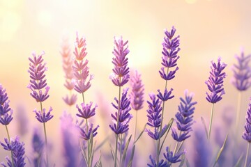 Naklejka premium Delicate lavender blossoms bathed in warm sunlight.