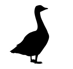 silhouettes of ducks