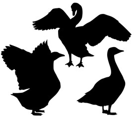 silhouettes of a group swan