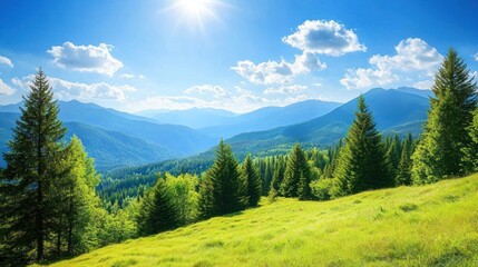 Sunny Mountain Meadow