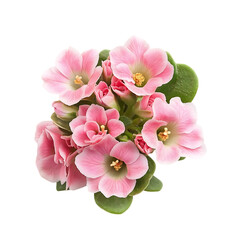 Fototapeta premium pink rose flower