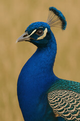 Obraz premium Peacock's Vibrant Crest in Focus
