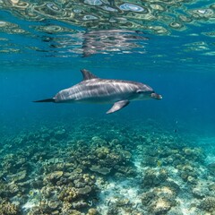 dolphin in the sea
