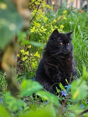 Black cat walks through a patch of flowers. Attractive cat relaxing outside in garden. A black cat hiding behind the grasses