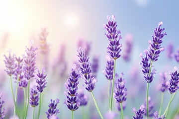 Obraz premium Lush lavender blooms in a sunlit field.