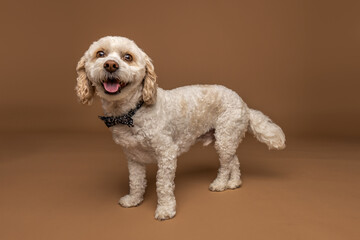 Smiling Curly-Haired Dog in Studio with Brown Background