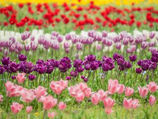 春の公園や花壇を彩るチューリップのある風景。自然風景素材