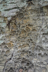 Honeycomb Weathered Rock Surface with Natural Textures and Erosion Patterns. Close-up of a rock face showing honeycomb weathering, natural cavities, and textured erosion patterns in earthy tones.