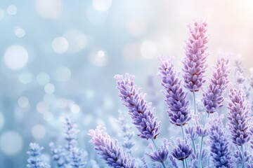 Obraz premium Lavender blossoms in a soft pastel background.