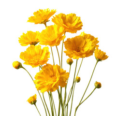 Obraz premium Bright yellow coreopsis blooms bouquet on transparent background