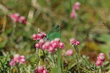 Grüner Zipfelfalter (Callophrys rubi) an weiblichem Gemeinen Katzenpfötchen (Antennaria dioica)