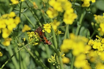 Balzende Tagpfauenaugen (Aglais io) in blühendem Rapsfeld