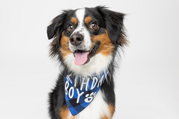 Australian Shepherd Dog Wearing Blue Birthday Bandana in Studio