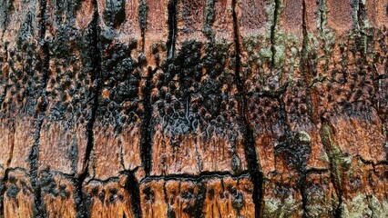 Close-up of a palm tree trunk after rain. The water highlights the texture of the bark, creating an...