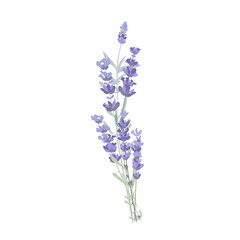 Naklejka premium Tiny bouquet of lavender flowers. Vector isolated illustration. Cute design element for Provence style.