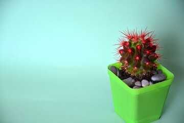 Echinocactus in a green pot with red needles on a light background