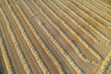 aerial pattern of straw rows in a golden field, drone photography of harvested cereal field pattern
