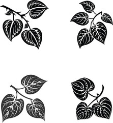 Set of betel leaves botanical vector design