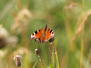 Beautiful Close-Up of a Butterfly on a Wildflower in a Meadow