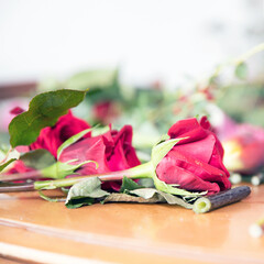 Red roses close up
