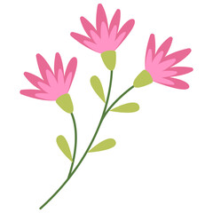 pink flower in isolated white