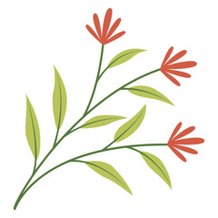 red flower isolated on white background