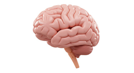 Isolated Human Brain