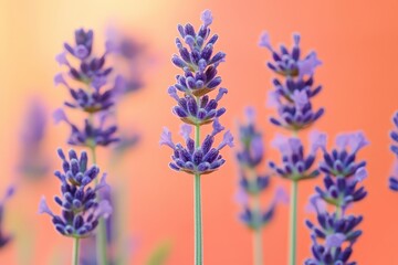 Naklejka premium Vibrant lavender blossoms against a soft orange backdrop.