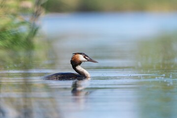 A adult crested grebe swims in  the water. (Podiceps cristatus) water fowl in the nature habibat. Wildlife scene from nature.