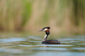 A adult crested grebe swims in  the water. (Podiceps cristatus) water fowl in the nature habibat. Wildlife scene from nature.