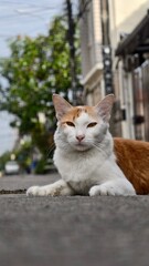 Charming Cat Relaxing on Street During Sunny Day