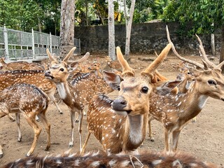 Feeding animals chital deer