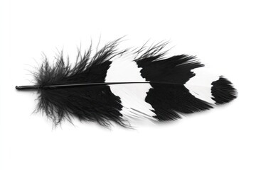 Obraz premium Striking black and white feather, isolated on white