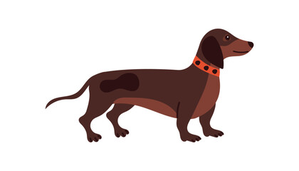 Cute dachshund dog. Flat vector illustration of cute dog, domestic pet hand drawn isolated on white background.