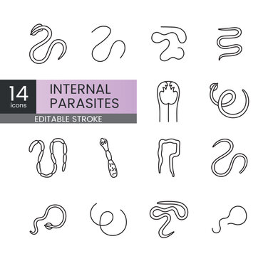 Editable stroke vector line icons of internal parasites including roundworms tapeworms hookworms and echinococcus ideal for veterinary infographics pet health materials and medical visuals