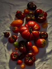 Sweet farm tomatoes over tablecloth background