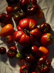 Sweet farm tomatoes over tablecloth background