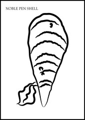 NOBLE PEN SHELL