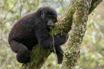 Young moutain gorilla napping in a tree