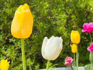 Vibrant spring tulips in bloom against lush greenery background