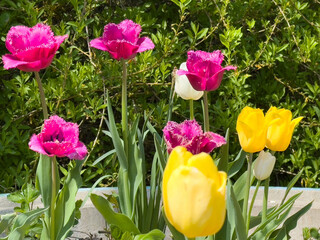 Vibrant pink and yellow tulips blooming in lush garden setting