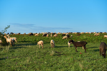 sheep grazing on spring green meadow, pastoral beauty of nature in lush landscapes, animals free grazing in mountain valley, flock of sheep in meadow with blooming peonies