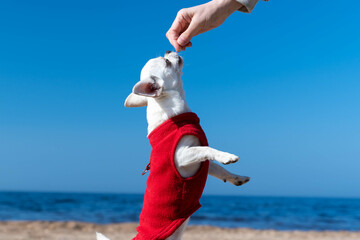 Small white chihuahua dog wearing red clothes standing on hind legs by the sea receiving treat