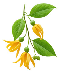Obraz premium Yellow ylang-ylang flowers with green leaves on a branch.