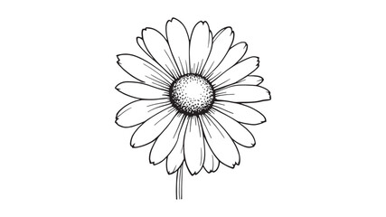 Common daisy blossom line art vintage botanical sketch delicate flower style